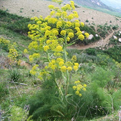 Ferula communis ssp cardonae - ferula,