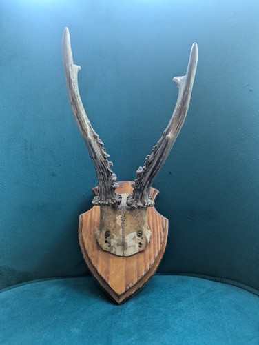 Vintage roe deer - vintage, on