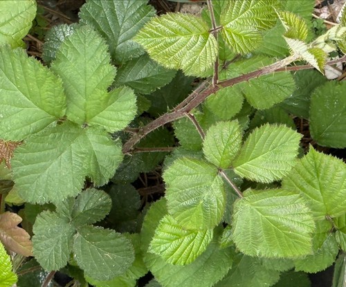 Large bramble branch bundle - large,