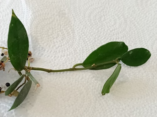 Hoya rebecca rooted - hoya,