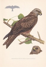 1954 BLACK KITE Bird Print -