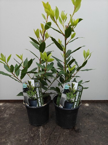 Bay bush pot laurus - 1l,