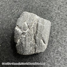 Ichthyosaur Fossil Reptile
