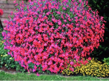 500 х TRAILING LOBELIA RED