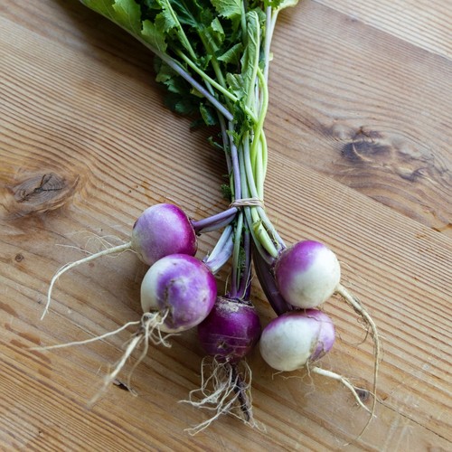 Turnip falko winter - turnip, f1