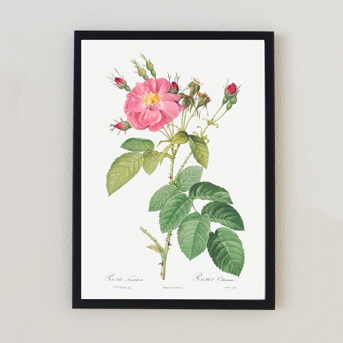 Botanical vintage flower - botanical,