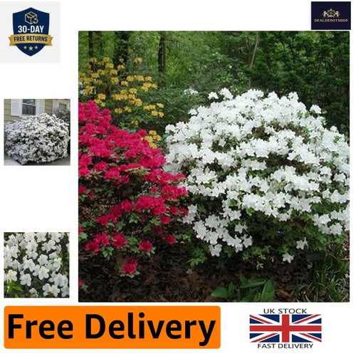 Beautiful white azalea plant - azalea,