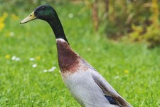 12 Mallard Mixed Indian