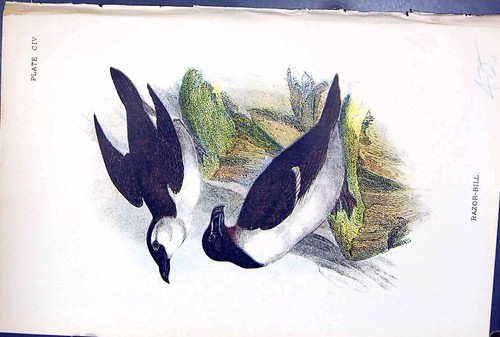 Old antique print - antique,
