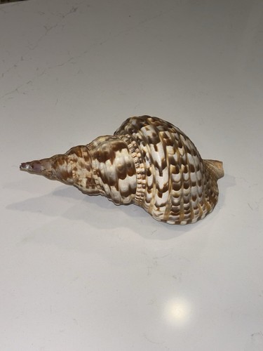 Charonia tritonis - ~,