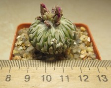 pelecyphora aselliformis own