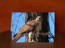 Red-tailed Hawk - A5 Greeting Card