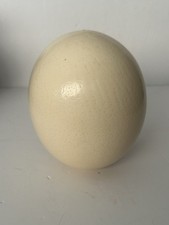 Genuine Blown Ostrich Egg