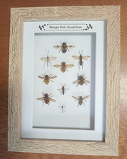 Taxidermy Real Framed Insects