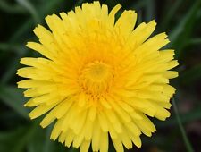 DANDELION Taraxacum officinale - Wildflower Seeds - Tortoise food fast grow