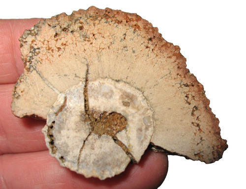Triassic fossil wood bull - fossil,