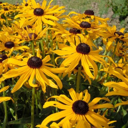 Rudbeckia hirta marmalade - hirta,