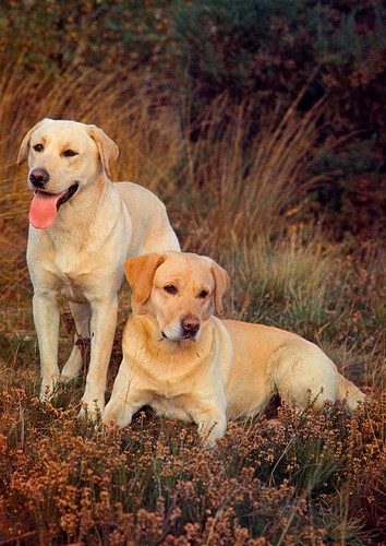 Labrador retriever dog - retriever,