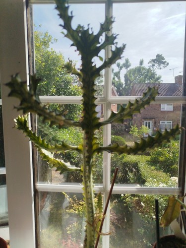 Euphorbia trigonata african - euphorbia,
