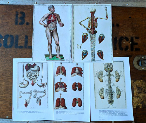 Eustachi anatomical plates set - anatomical,