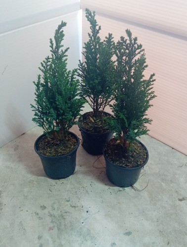 Conifer slow growing - conifer, ideal