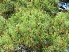 Smooth-bark Mexican Pine Seeds - Pinus pseudostrobus Rare ?? Trusted UK Stock