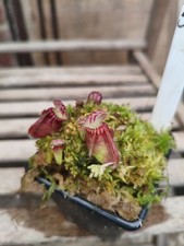 Cephalotus Dudley Watts grown