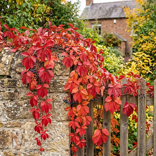 Virginia creeper rhs - virginia,