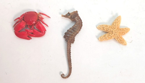 Souvenir miniature marine life - miniature,