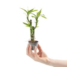 Baby lucky bamboo plant - lucky,