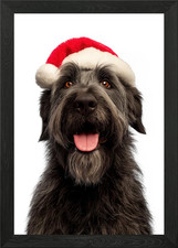 Bouvier des Flandres Dog with