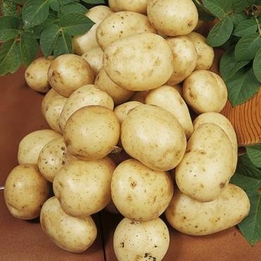 Navan seed potatoes high - potatoes,