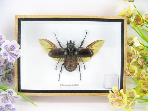 Chalcosoma atlas beetle 3d - chalcosoma,