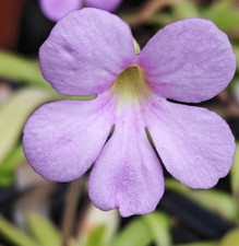 Pinguicula “Aphrodite” -