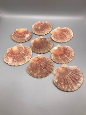 Washed Natural Seashells