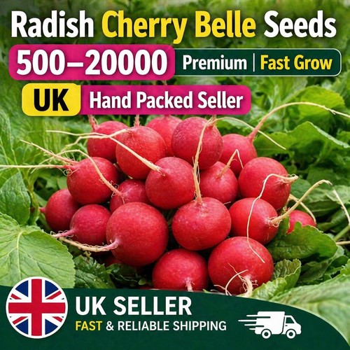 Radish cherry belle seeds - belle,