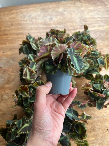 Begonia cleopatrae rare - cleopatrae,