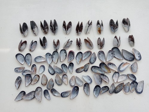 100 mussel sea shells bulk - 100,