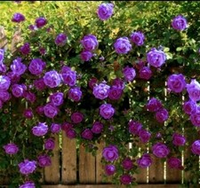 Scented Climbing Bush Rose