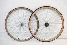 CONSTRICTOR CONLOY / BAYLISS