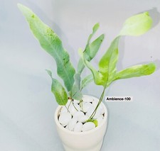 Blue Star Fern | Phlebodium