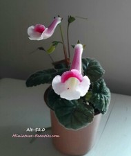 Mini Sinningia Alt-Maria