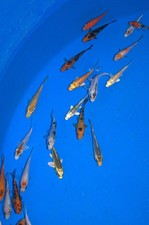 100 x 2-3" Koi Carp Aquarium