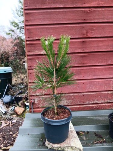 Pinus thunbergii japanese - thunbergii,