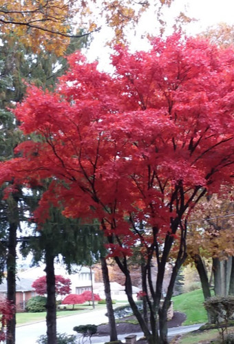 Live red maple trees vibrant - red,
