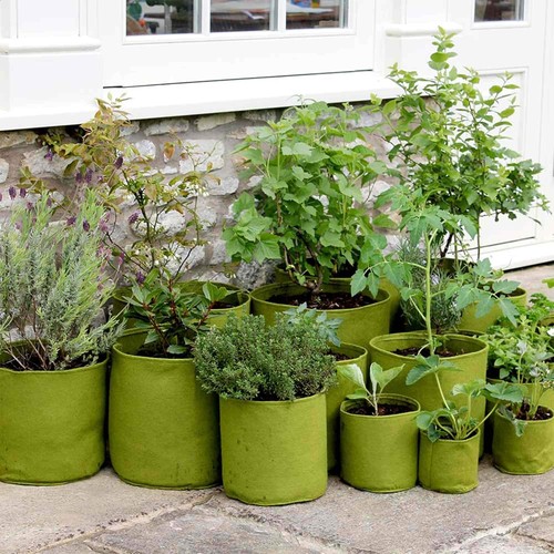 Haxnicks vigoroot planter that - haxnicks,
