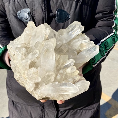 81lb large himalayan - 7.81lb, a+++