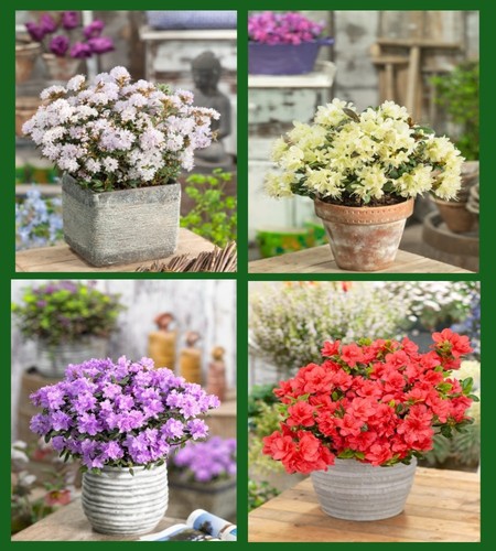 Mixed dwarf rhododendron - x,