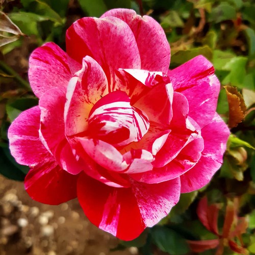 Rose rosemary - rose, rose'