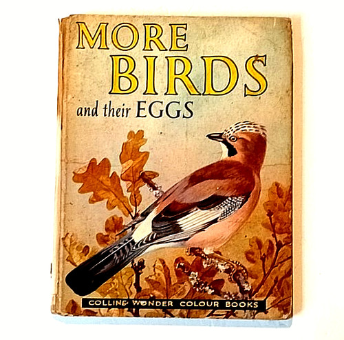 More birds and their eggs - birds,